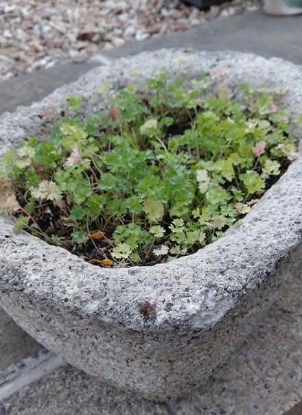 Photo of free Planter (Sheffield S12) #3