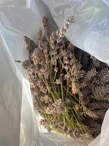 Photo of free Lavender stems (Weybridge KT13) #1