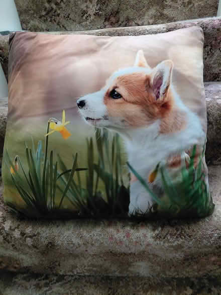 Photo of free Cushion (Stroud GL5) #1