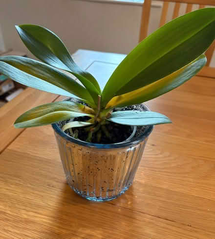 Photo of free Orchid plant (Longbarn WA2) #1