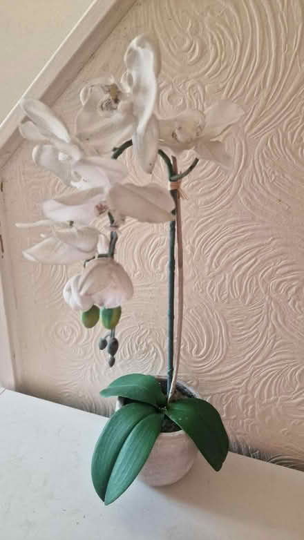 Photo of free Fake orchid (Earl Shilton, LE9) #1