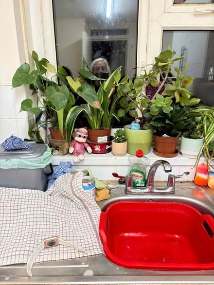 Photo of free Indoor plante (Tonbridge) #1