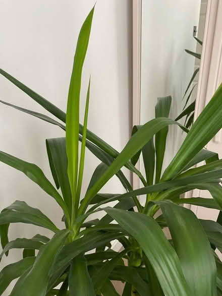 Photo of free HUGE House Plant! (Oxton Village CH42) #3