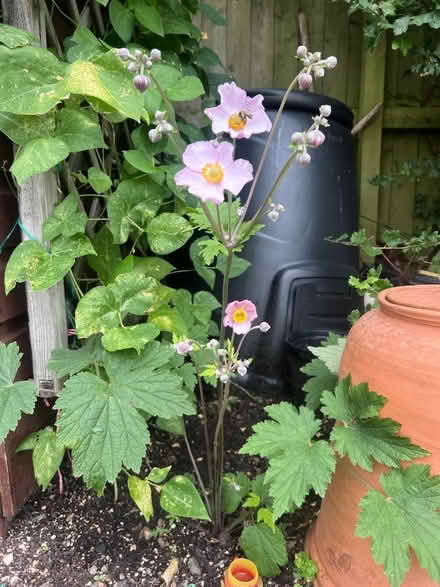 Photo of free Pink Japanese Anemone plant (Harrogate HG2) #1
