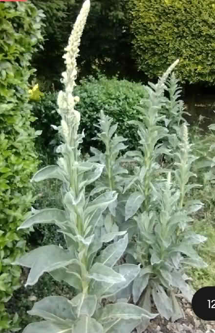 Photo of Mullein plant seeds (Smalley DE7) #1