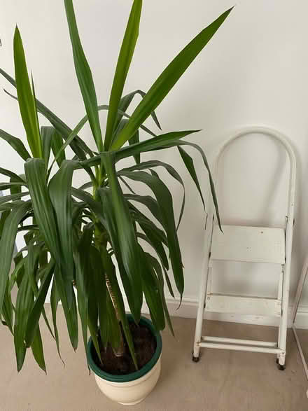 Photo of free HUGE House Plant! (Oxton Village CH42) #2