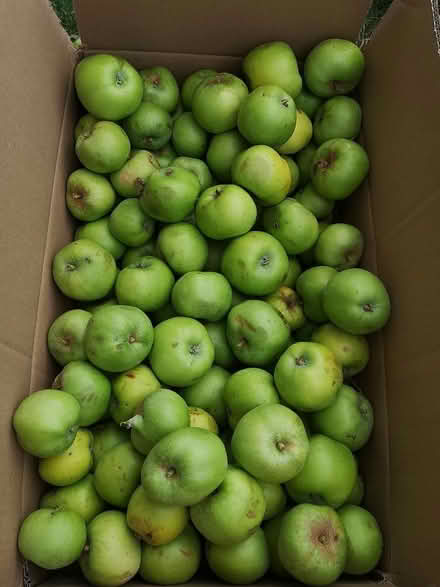 Photo of free Cooking apples (Norbury SW16) #1