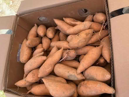 Photo of free sweet potatoes -- probably yams (Las Palmas Pk, Snvle) #1