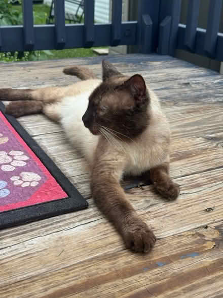 Photo of Cat Food (Countryside) #2