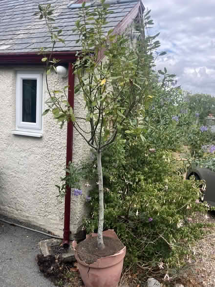 Photo of free Bay tree: standard type, potted (Rowen, Conwy LL32) #1