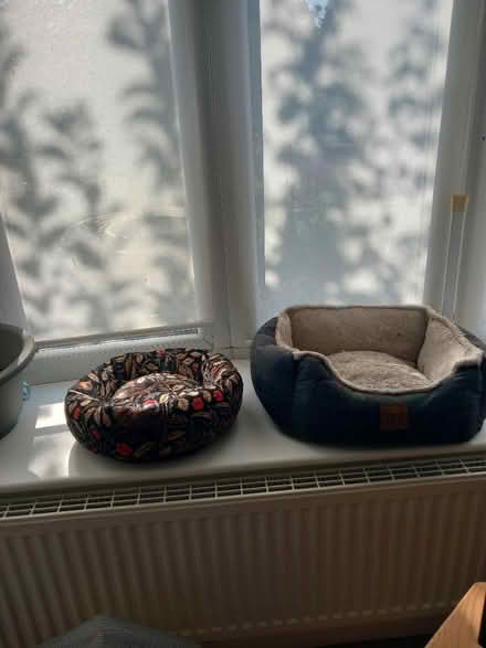 Photo of free Small catbed (Aspley NG8) #2