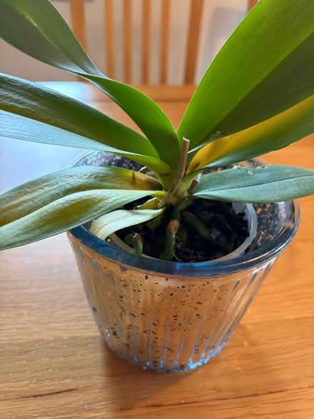 Photo of free Orchid plant (Longbarn WA2) #3