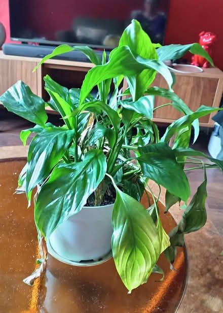 Photo of free Peace lilly (Slateford EH14) #2