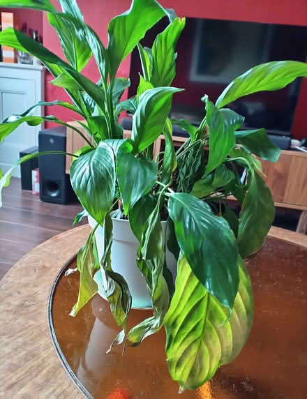 Photo of free Peace lilly (Slateford EH14) #1