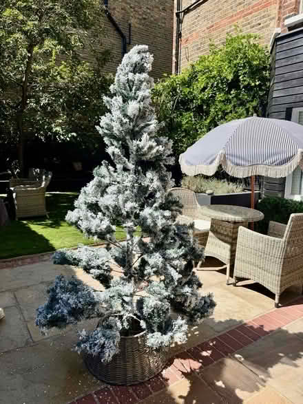 Photo of free Christmas tree over 6 ft (Latchmere SW11) #1