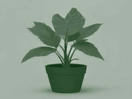 Photo of Tetrapanax Rex plant cutting (Yaxley PE7) #1