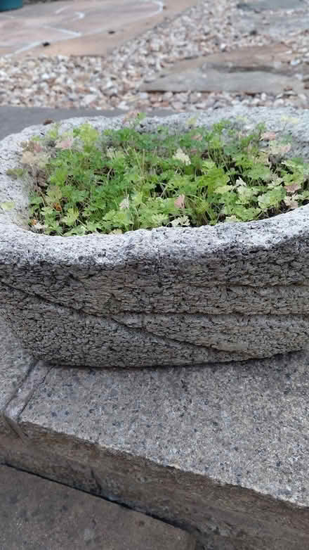 Photo of free Planter (Sheffield S12) #1