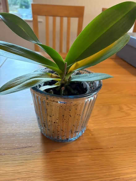 Photo of free Orchid plant (Longbarn WA2) #2