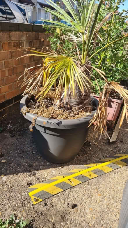 Photo of free Small Palm tree 70cm high (Craven Road CV21) #1