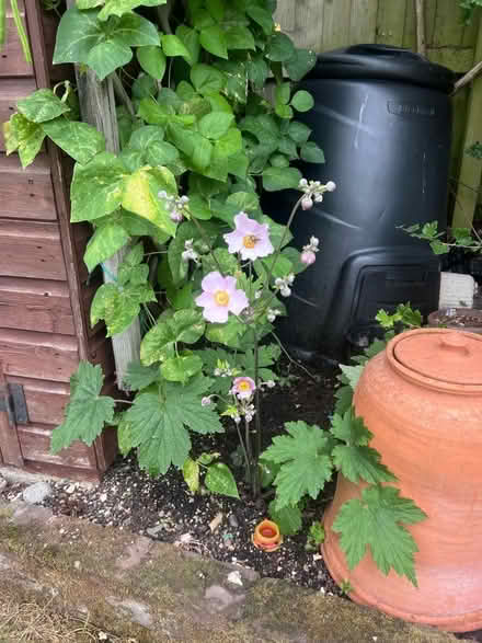 Photo of free Pink Japanese Anemone plant (Harrogate HG2) #2