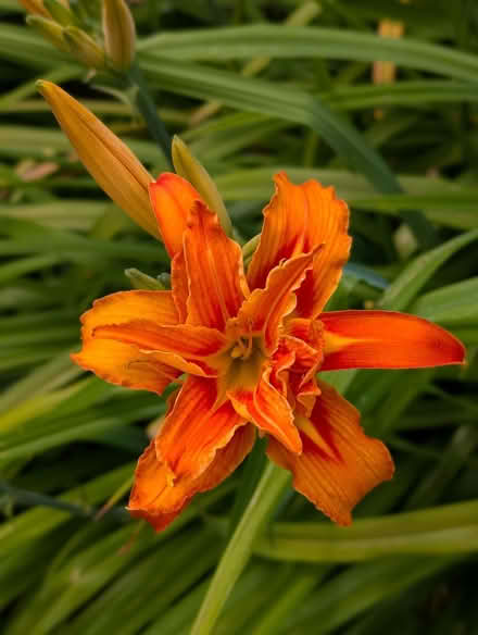 Photo of free Daylilies (North Woodchester GL5) #2