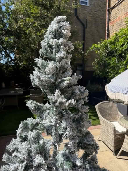 Photo of free Christmas tree over 6 ft (Latchmere SW11) #3