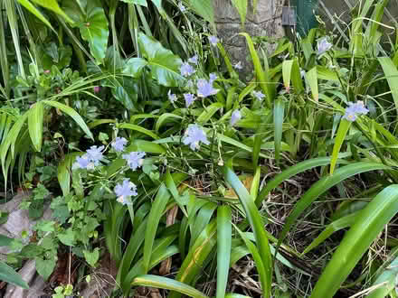 Photo of free Iris (Greenlane) #1