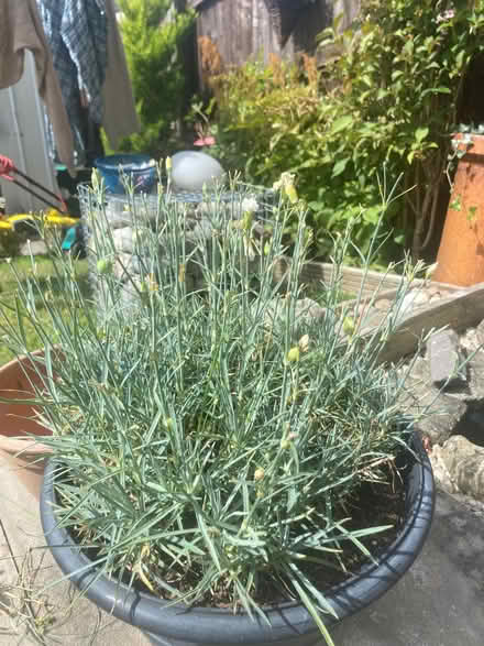 Photo of free Carnation plant (Wentnor SY9) #2