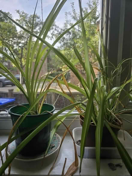 Photo of free 2 spider plants (Goldsworth Park GU21) #1