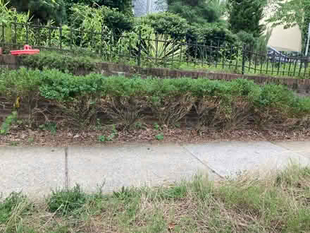 Photo of free dozen boxwood bushes (Petworth/ Park View) #1