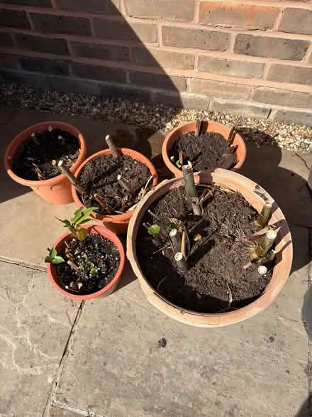 Photo of free 5 Lilly plants in pots (Frimley Green GU16) #1