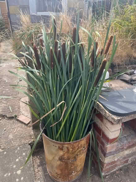Photo of free Bulrushes (LE12) #1