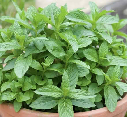 Photo of Garden mint (Norwich NR1) #2