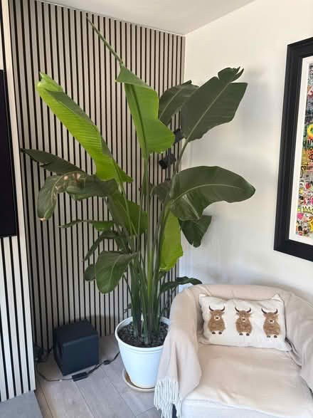Photo of free LARGE Bird pf paradise plant (Burgess Hill RH15) #1