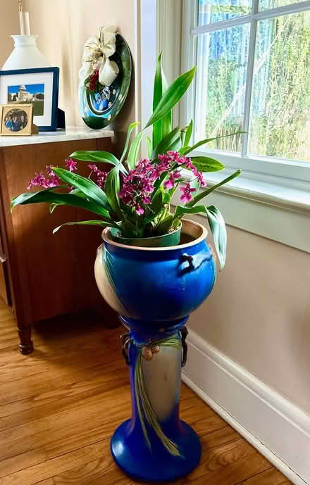 Photo of free orchids (Bound Brook) #1