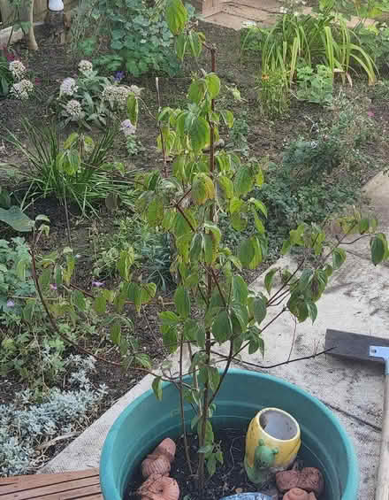 Photo of free Dogwood plant (Netherfield MK6) #1