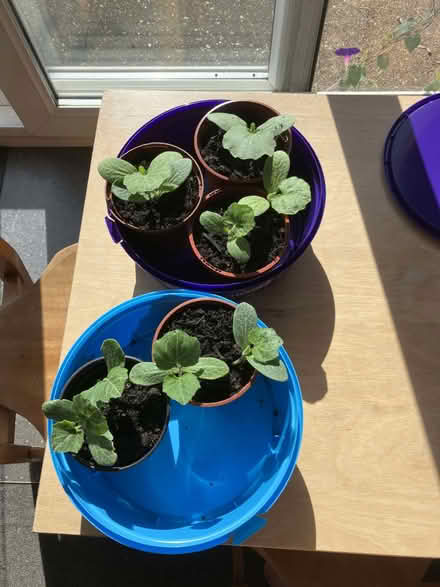 Photo of free Pumpkin seedlings (Micklefield HP13) #1