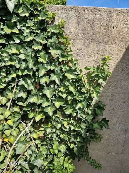 Photo of free Ivy Plant (Gidea Park RM2) #1