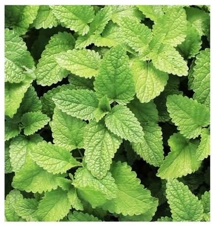 Photo of Garden mint (Norwich NR1) #3