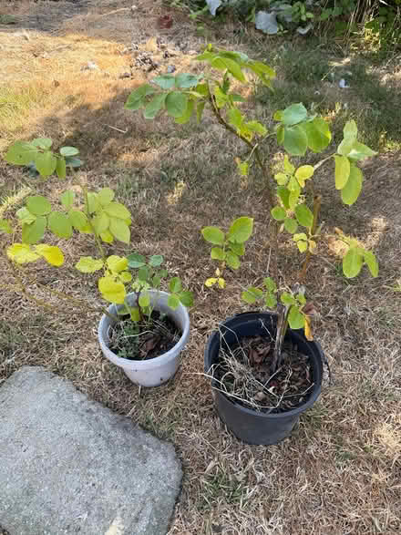 Photo of free 2 small roses in pots (Shirley, Croydon CR0) #1