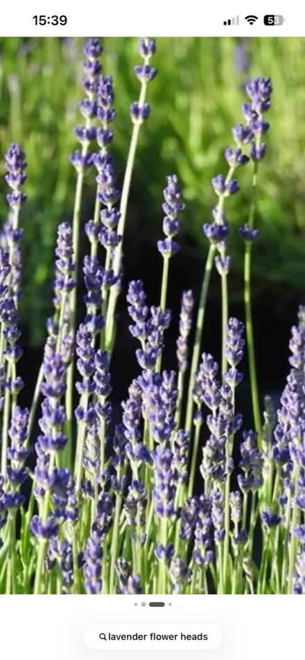 Photo of Lavender Flowers (Colchester CO2) #1