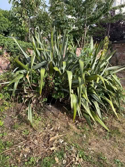 Photo of free Plant (Must Dig Out Self) (Bootle L20) #1