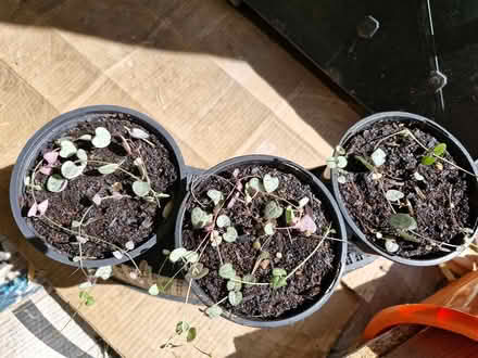 Photo of free House plants (Denton M34) #2