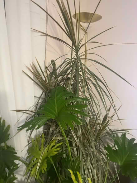 Photo of free 2 Large Plants (Clydebank) #1