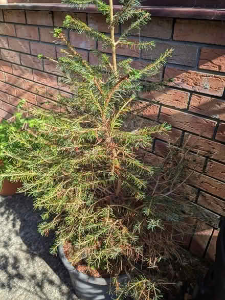 Photo of free Christmas Trees x 2 (Lucan) #1