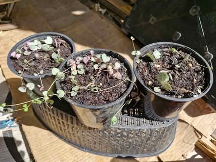 Photo of free House plants (Denton M34) #1