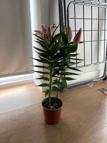 Photo of free Indoor plant (Dublin 15) #1