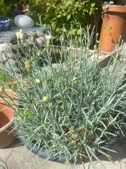 Photo of free Carnation plant (Wentnor SY9) #1
