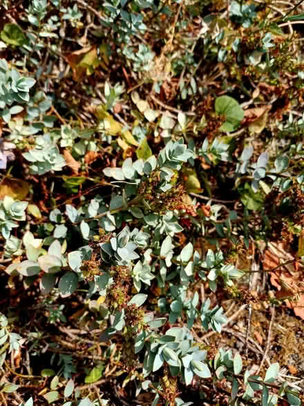 Photo of free Low growing Hebe Dark Purple flowers (Ettingshall WV4) #2