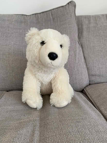 Photo of free Polar bear (Emsworth PO10) #1